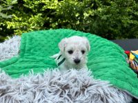 Scoby vel Theo - 4 tygodnie